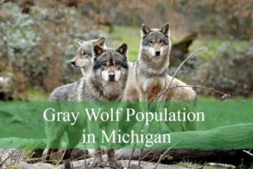 Discovering the Gray Wolf Population in Michigan
