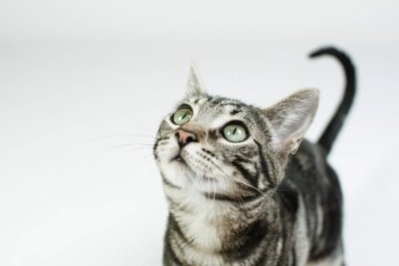 Are Cats Color Blind?