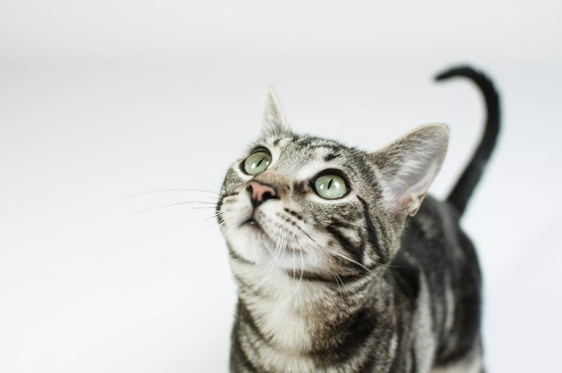 Gray Tabby Cat with Green Eyes