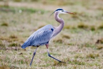 12 Types of Herons in Florida (Pictures and Identification)