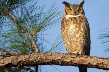 14 Species of Owls in Texas (With Pictures and Identification)