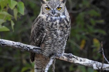 14 Types of Owls in Alaska (With Pictures and Identification)