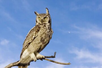 11 Types of Owls in Colorado (With Pictures and Identification)