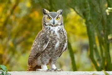 14 Owls in Wyoming (With Pictures and Identification)