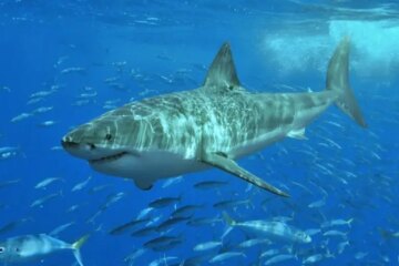 70 Common Types of Sharks (With Pictures and Names)