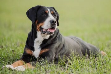 Greater Swiss Mountain Dog Care: Tips for a Happy, Healthy Pup!