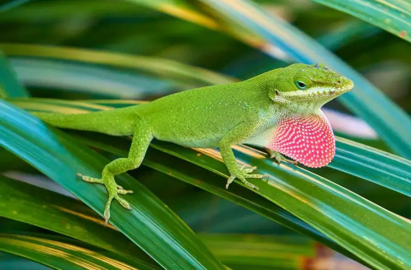 Lizards in South Carolina