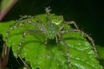 71 Types of Texas Spiders (With Pictures and Identification)