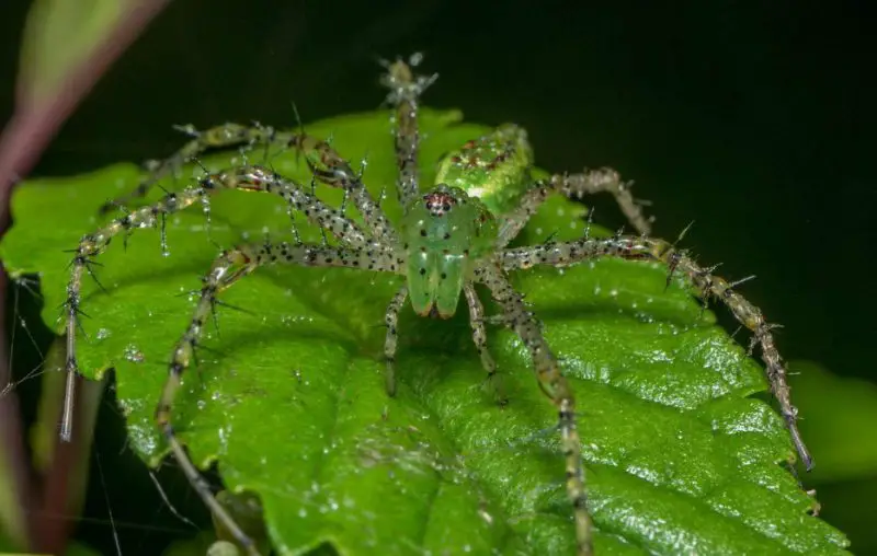 Texas Spiders