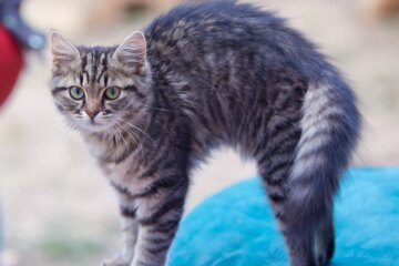 Feline Hyperesthesia Syndrome (FHS) in Cats