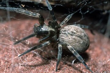 10 Grey House Spiders with Pictures and Identification