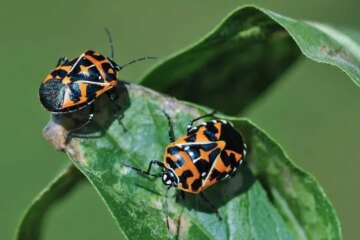 18 Stink Bugs in Texas with Pictures and Identification