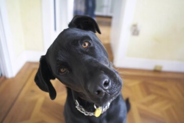 Why Do Dogs Tilt Their Heads?
