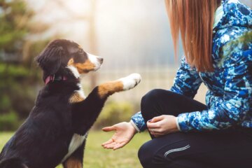 10 Tips to Help You Train Your Puppy