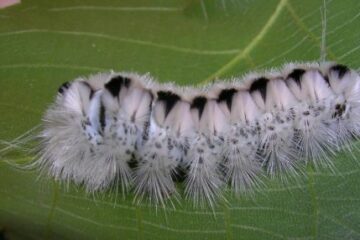 20 Types of White Caterpillars (With Pictures)