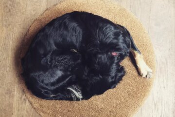Why Do Dogs Circle Before They Lay Down?