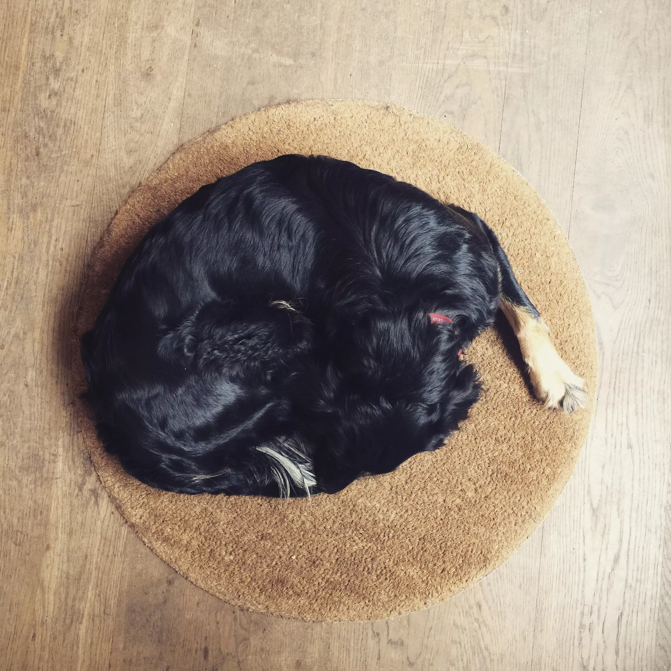 Dog sleeping on rug