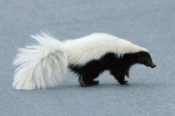 4 Types of Skunks in Arizona (With Pictures and Identification)