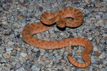 39 Snakes in Utah (Pictures and Identification)