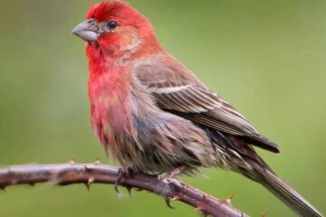 35 Species of Red Birds (With Pictures and Identification)