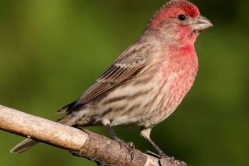 18 Species of Finches in Colorado (With Pictures and Identification)