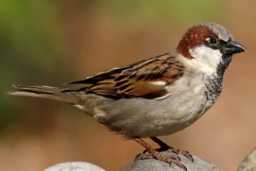 60 Types of Sparrows (With Pictures and Identification)
