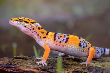 How Big Will a Leopard Gecko Get? Growth Stages & Care Tips