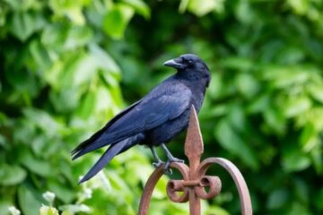 How to Attract Crows: 7 Proven Ways to Befriend Them