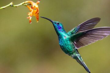 How to Attract Hummingbirds to Your Yard Year-Round