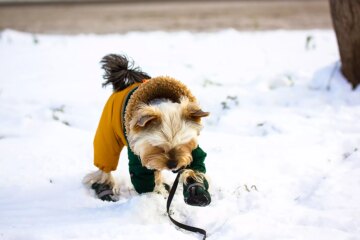 How To Train Your Pup To Wear Dog Boots