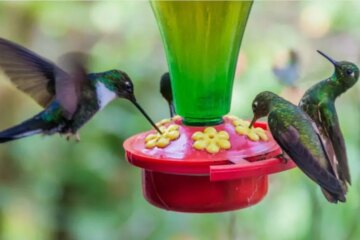 5 Delicious Hummingbird Nectar Recipes for Your Garden