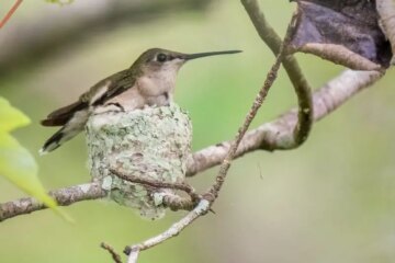 Hummingbird Nest Secrets: Amazing Facts You Didn’t Know!
