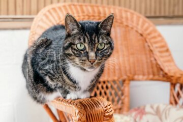 These 7 Hybrid Cat Breeds Look Like They Belong in the Jungle—But Can Be Great Pets