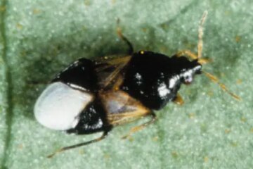 15 Types of Black Bugs (With Pictures)