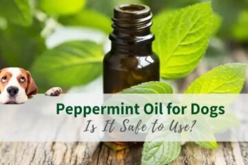 Is Peppermint Oil Safe for Dogs? Here’s What You Need to Know