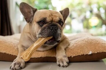 Is Rawhide Bad for Dogs? What Every Pet Owner Needs to Know