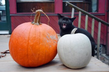 Exploring Black Cat Superstitions: Myths, Meanings, and Misconceptions