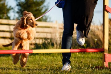 Dog Trainers Versus Animal Behaviorists