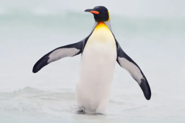 23 Types of Penguins (With Pictures and Identification)