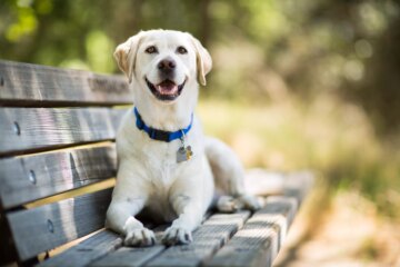 How to Handle Worn Down Dog Teeth: Prevention and Treatment
