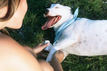 All About Vetericyn Products for Pets