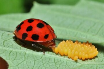 Ladybug Eggs: The Secret Revealed Here!