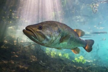 75 Types of Fish in Florida (With Pictures and Identification)
