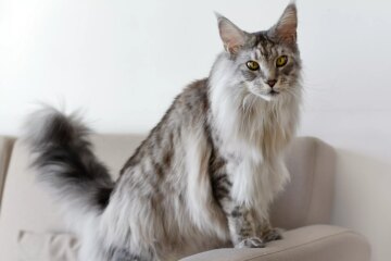 10 Big Domestic Cat Breeds That Will Turn Your Home Into a Mini-Jungle