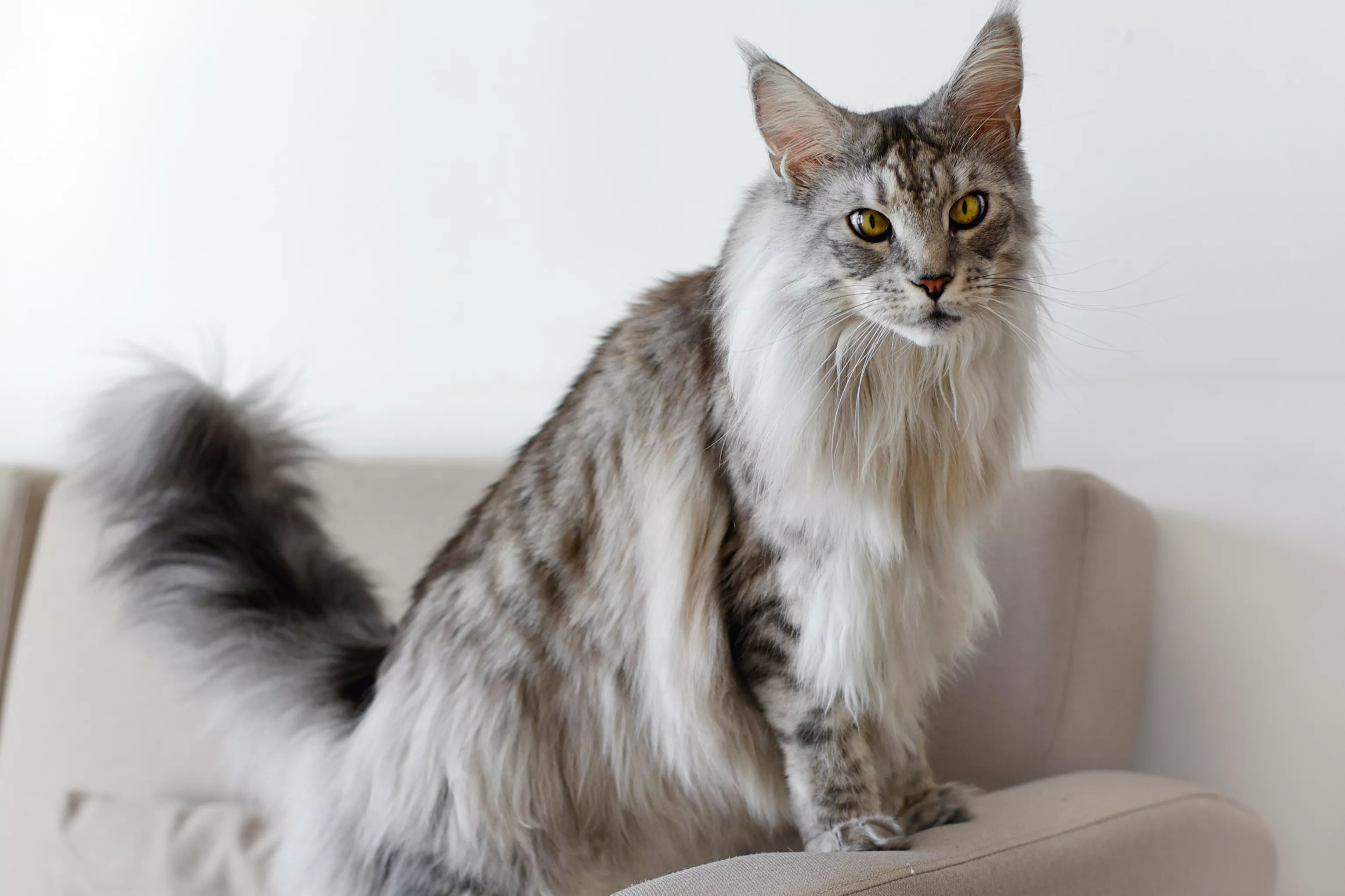 Large main coon cat with gray and white fur standing on couch arm rest