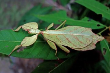 21 Bugs That Look Like a Leaf (With Pictures and Identification)
