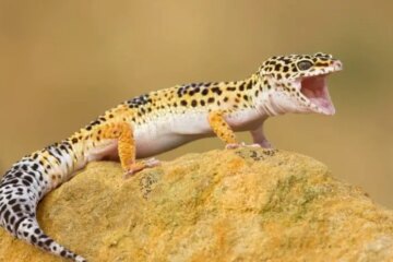 35 Types of Geckos (Pictures and Identification)