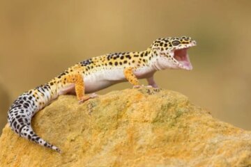 23 Common Types of Lizards (Pictures and Identification)