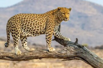 Shocking Truth About Leopards in Arizona: What No One Tells You