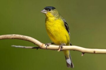 29 Yellow Birds in Colorado (With Pictures and Identification)